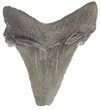 Serrated Angustidens Tooth - Megalodon Ancestor #44568-1